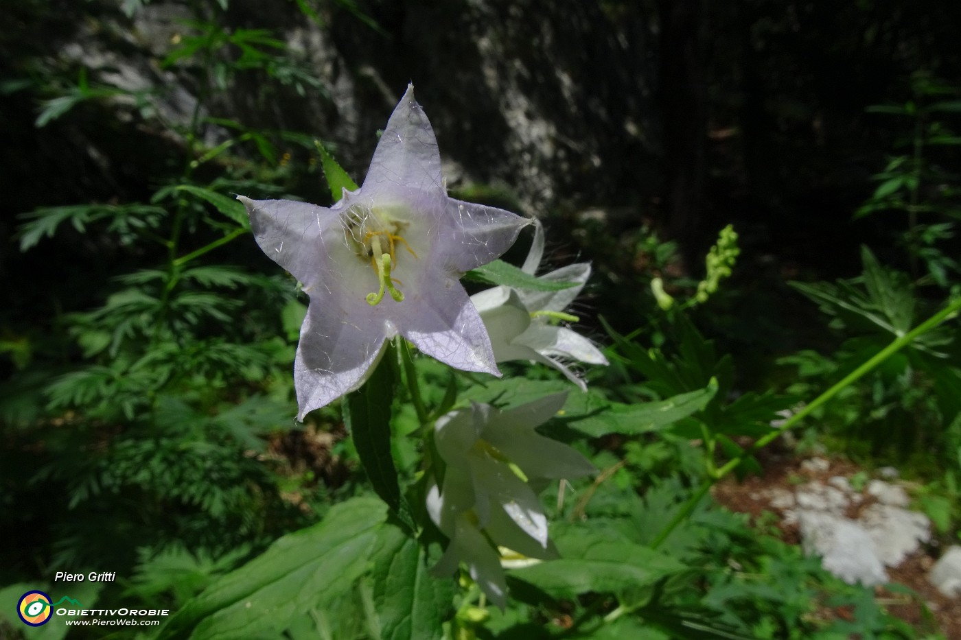 59 Campanula selvatica bianca(Campanula trachelium)...JPG